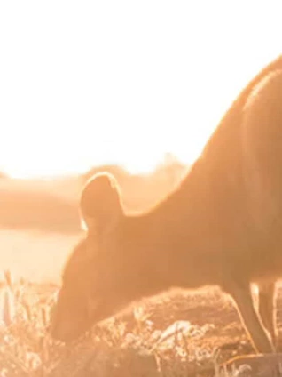 大自然的教室:澳大利亚内陆探险